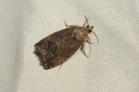 Cydia splendana