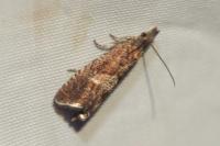 Dichrorampha acuminatana