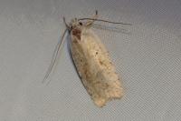 Agonopterix assimilella