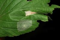 Phyllonorycter coryli