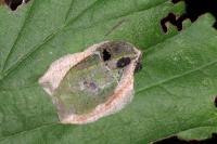 Phyllonorycter coryli