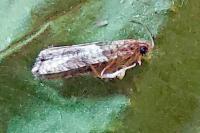 Gypsonoma aceriana