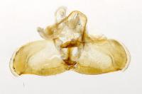 Gypsonoma aceriana