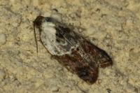Acleris variegana