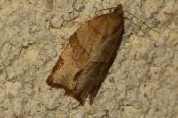 Pandemis cerasana