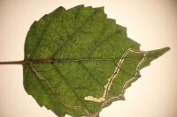 Lyonetia clerkella