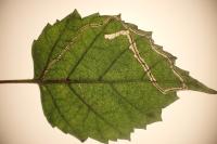 Lyonetia clerkella