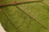 Lyonetia clerkella