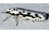 Ethmia