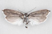 Ethmia pusiella