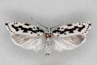 Ethmia pusiella