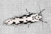 Ethmia pusiella