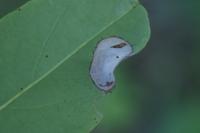 Macrosaccus robiniella