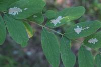 Parectopa robiniella