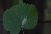 Phyllonorycter issikii