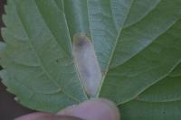 Phyllonorycter issikii