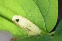 Phyllonorycter issikii