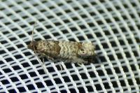 Notocelia incarnatana