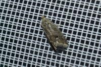 Cydia fagiglandana/splendana