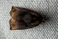 Archips podana