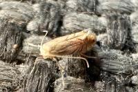 Phyllonorycter quercifoliella