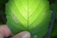 Phyllonorycter coryli