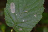 Phyllonorycter coryli