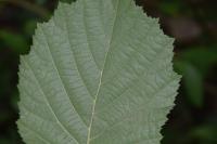 Phyllonorycter coryli