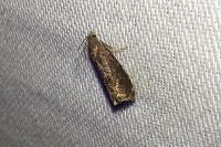 Grapholita funebrana