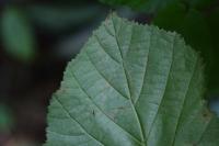 Stigmella microtheriella