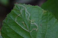 Stigmella microtheriella