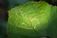 Stigmella microtheriella
