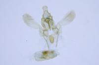 Acompsia cinerella