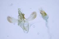 Acompsia cinerella