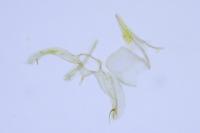 Phyllonorycter nigrescentella