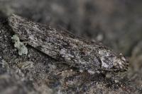 Psoricoptera gibbosella