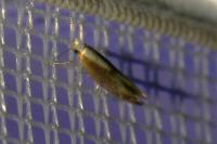 Argyresthia albistria