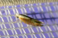 Argyresthia albistria