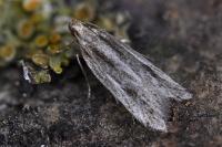 Mirificarma mulinella