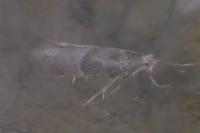 Cedestis subfasciella
