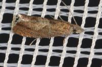 Dichrorampha acuminatana
