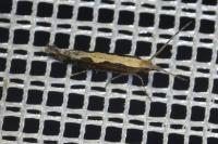 Plutella xylostella