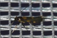 Euspilapteryx auroguttella