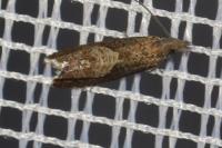 Dichrorampha