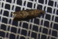 Dichrorampha