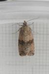Celypha striana