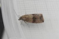 Celypha striana