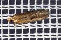 Mirificarma mulinella