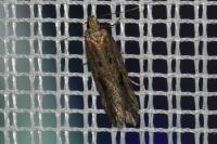 Mirificarma mulinella