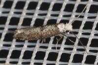 Paraswammerdamia albicapitella